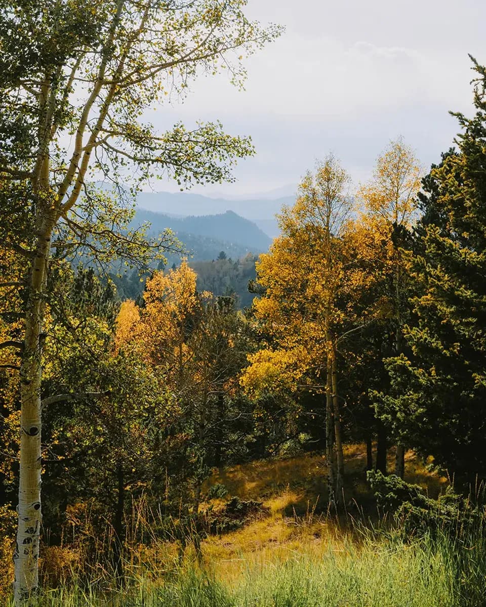Golden aspens above the high country