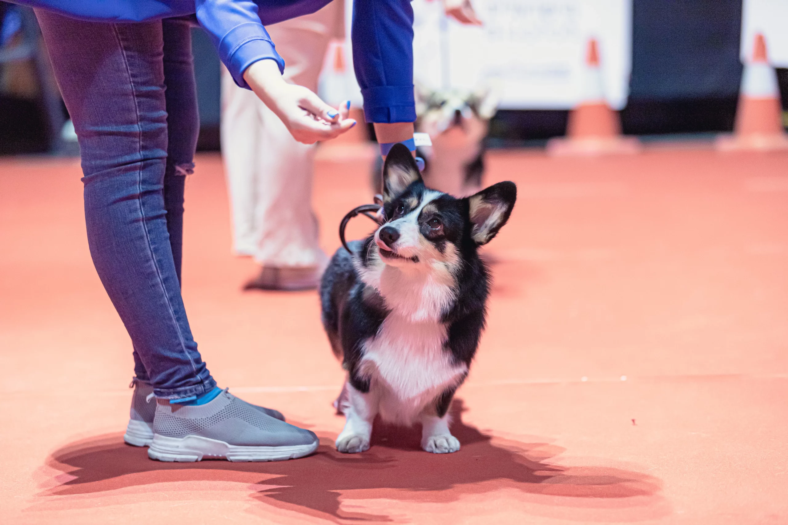 Tail Wagging Theater: Art Theft: A Dog Comedy in Fraser